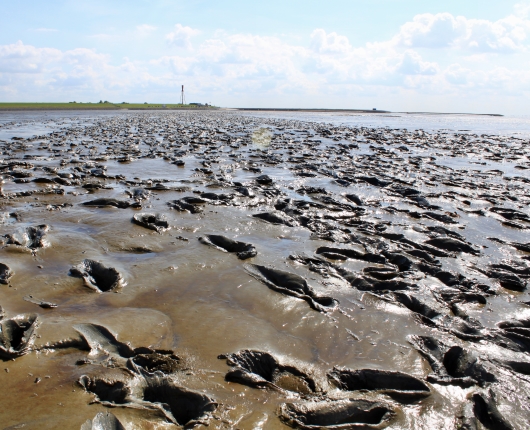 Klassenfahrt Nordsee: Watt